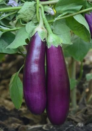 Eggplant pink long hybrid F1 - SKY SEEDS