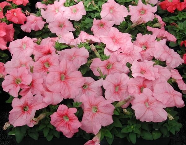 PETUNIA FALCON BLUSH PINK - SKY SEEDS