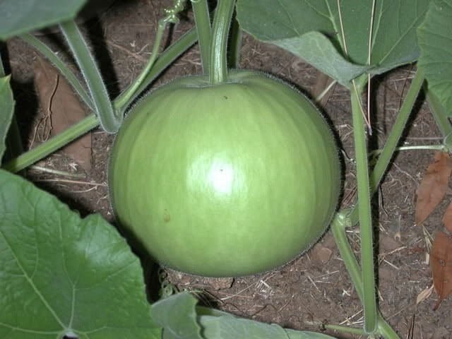 ROUND GOURD F1 15 Seeds - SKY SEEDS