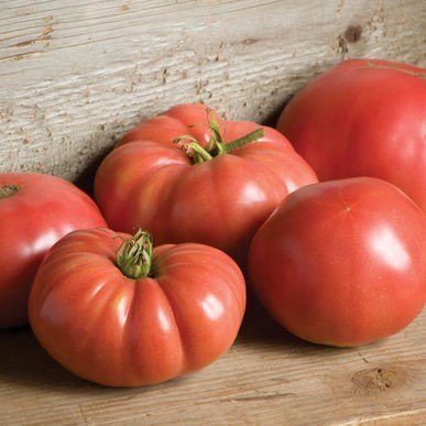 SKY SEEDS German Johnson 20 Seeds Organic Tomato Seed More vigorous, higher-yielding Brandywine type.