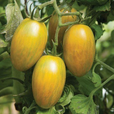 SKY SEEDS Green Tiger 20-seeds Organic Tomato Seed