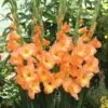 Gladiolus Peach