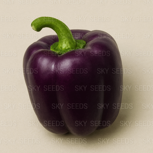 Pepper Purple Belle