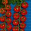 Cherry Tomato Seeds Indeterminate
