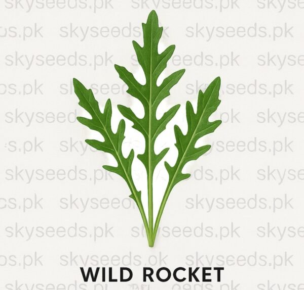 Wild Rocket Arugula