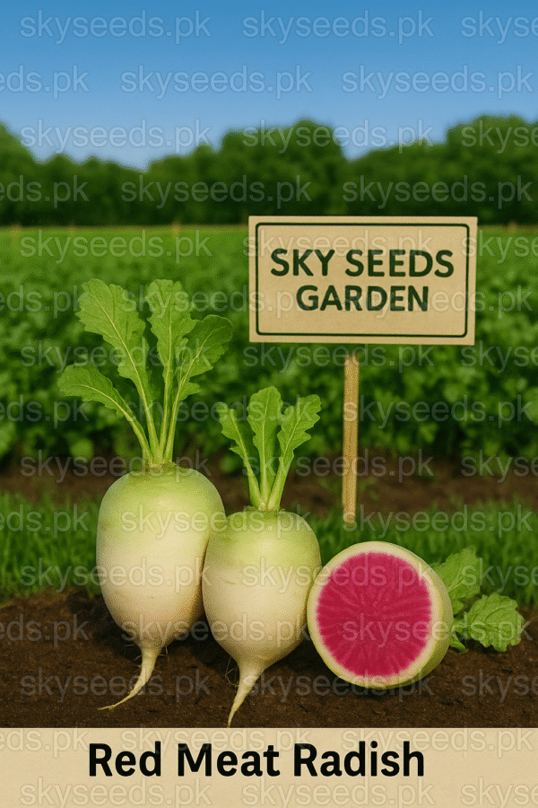 Radish Seed Red Meat