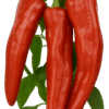 Pepper Corno di Toro Rosso