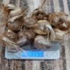 IRANI SAFFRON BULB 10 BULBS DEAL