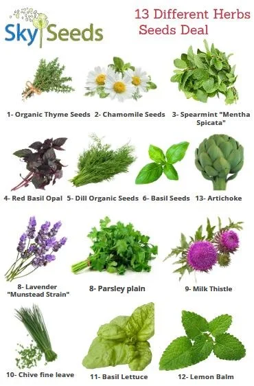 13 Different Herbs Seeds Deal, 13 Different Herbs Seeds Deal