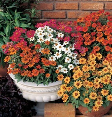 SKY SEEDS Profusion Single Mix (F1) Zinnia Seed Product ID: 1817 Carefree zinnias for groundcover and containers.