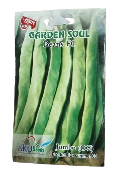 SKY SEEDS <h2>Beans Jumbo Seeds</h2> APPROX.7 SEEDS   Jumbo beans are prized for their large size and robust flavor. These beans typically grow long and thick pods, packed with tender, flavorful beans. They are versatile in the kitchen, suitable for various culinary uses such as soups, stews, and salads. Jumbo beans require well-drained soil and ample sunlight for optimal growth. Plant them in rows, spacing seeds according to packet instructions, and keep the soil consistently moist until germination.
