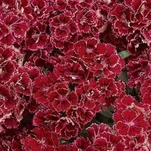 SKY SEEDS Dynasty Rose Lace Dianthus APPROXIMATELY 40 SEEDS