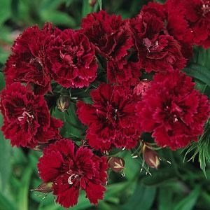 SKY SEEDS Dynasty Red Improved Dianthus APPROXIMATELY 40 SEEDS