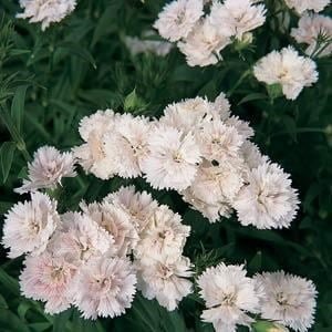 SKY SEEDS Dynasty White Blush Dianthus APPROXIMATELY 40 SEEDS
