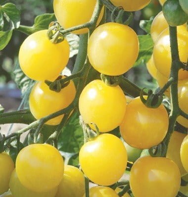 white cherry tomato seeds " White Cherry Organic Tomato Seeds Seed Type: Cherry Tomato Variety: White Cherry Color: Pale yellow fruits Weight: 15-20 grams per fruit Flavor: Mild taste Plant Habit: Compact and indeterminate (continuously growing) Organic Certification: USDA Certified Organic Mixing Compatibility: Pairs well with Jasper (red), Yellow Mini (yellow), Sun Gold (orange), and Black Cherry (black) in mixed containers