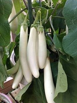 Eggplant White long Hybrid F1 Seeds