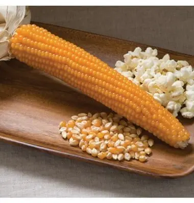 CORN ROBUST  POPCORN 20 seeds