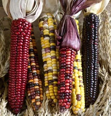 CORN  MULTICOLOR
