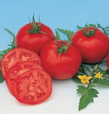 Tomato Seed Moskvich Organic
