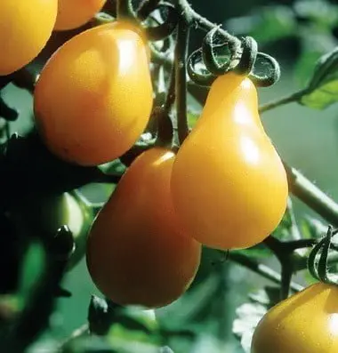 Tomato Seed Yellow Pear 20 Seeds