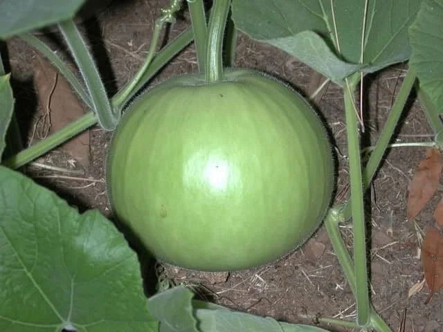 Round Gourd Seeds F1 Hybrid High Production