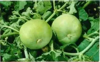 Apple Gourd  (Tinda)  Selected  Seeds