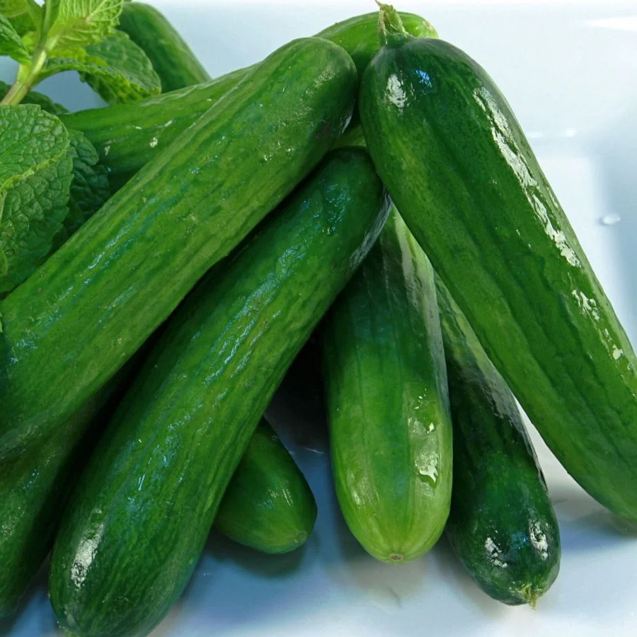 Cucumber Super Selection High Yield