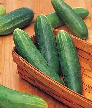 CUCUMBER F1 HYBRID F1 20 SEEDS