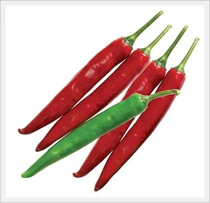 CHILI F1 HYBRID Green & Red