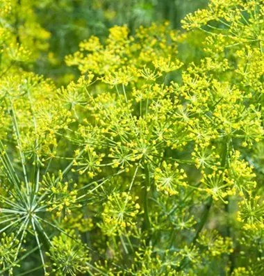 Dill Seed Organic