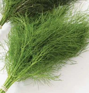 Fennel leaf seeds Fennel Leaf Seed