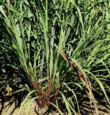 Lemongrass Herb Seeds Lemongrass Herb Seeds