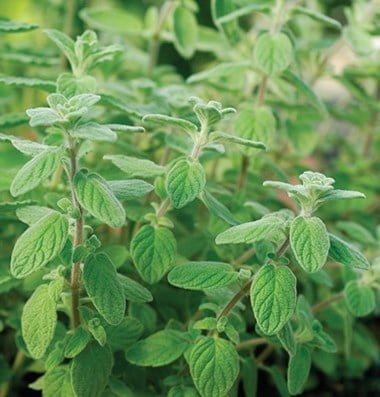 Wild Marjoram Seed also known as Origanum vulgare or oregano, is a popular herb in culinary and medicinal uses. Here’s some information on wild marjoram seeds and how to grow them In Pakistan, sow wild marjoram seeds in February-March or September-October.