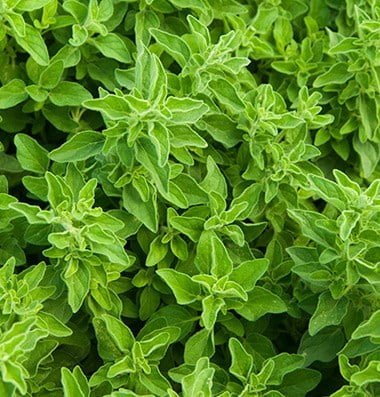 New! Tidy, upright habit for easy harvest and clean foliage. Pungent earthy flavor that is slightly less spicy than Greek Oregano. Fuzzy green leaves with pungent earthy flavor and small white flowers. Grows well in the field or containers. Organically grown.