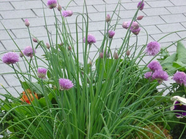 Chive Fine Leaf Seeds