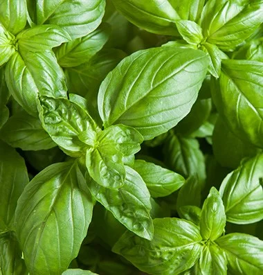 Basil Lettuce Seeds
