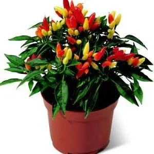 CAPSICUM DWARF EARLY RED 25 seeds