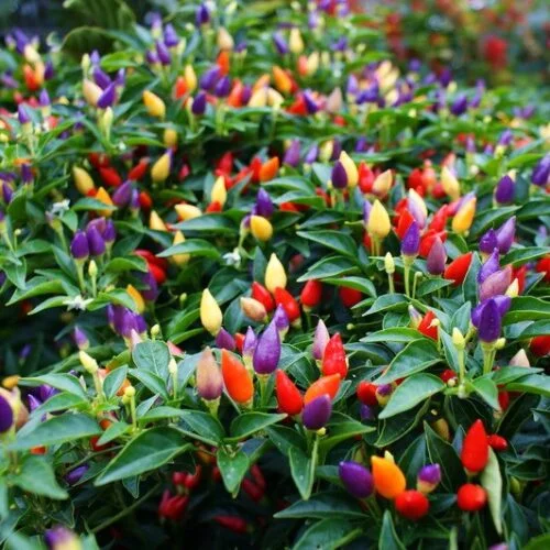 CAPSICUM SHINE BLUE