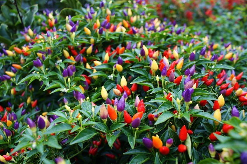 SKY SEEDS Ornamental peppers used as pot plants. Sow May/June for Christmas fruiting
