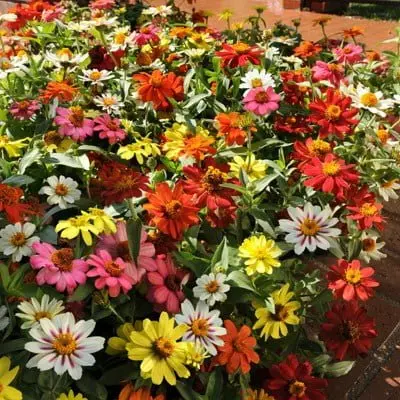 ZINNIA PROFUSION  F1