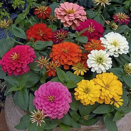 Zinnia  'Magellan Mixed' F1 Hybrid