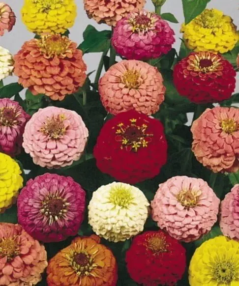 Zinnia Lilliput formula Mix