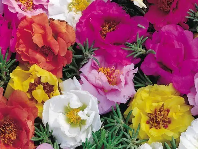 Portulaca Half Time Mix