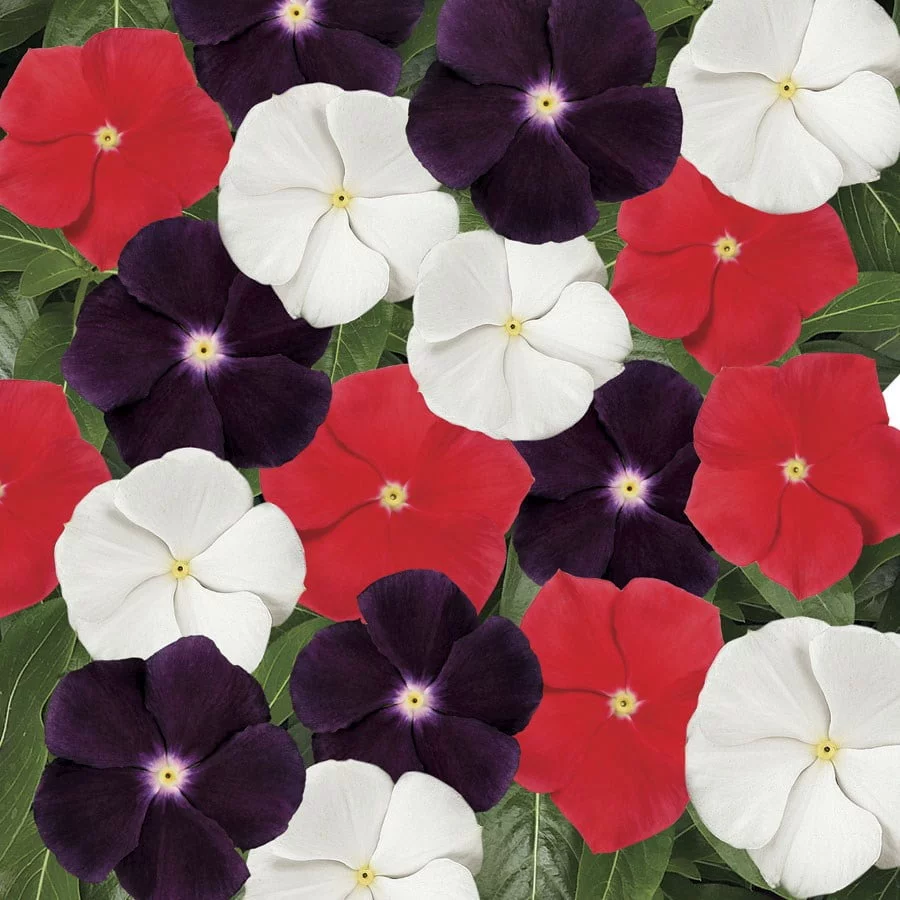 Jams 'N Jellies American Pie Mixture Vinca