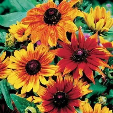 HIRTA GLORIOSA DAISIES MIXED (RUDBECKIA)