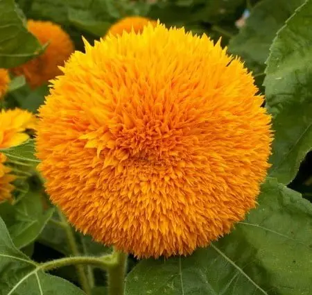 Sunflower 'Teddy Bear'