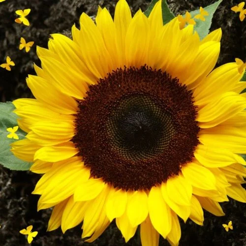 Sunflower 'tall helianthus annuus approx 20 seeds