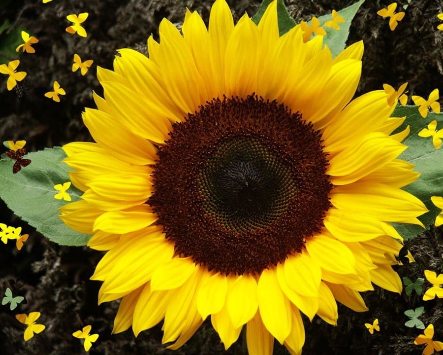 SKY SEEDS Sunflower 'tall helianthus annuus approx 20 seeds