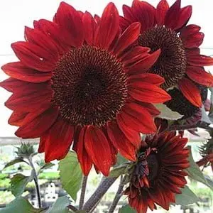 SUNFLOWER FLORENZA RED 20  seeds