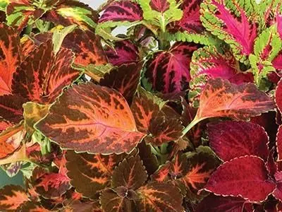 COLEUS SUPERFINE RAINBOW MIX
